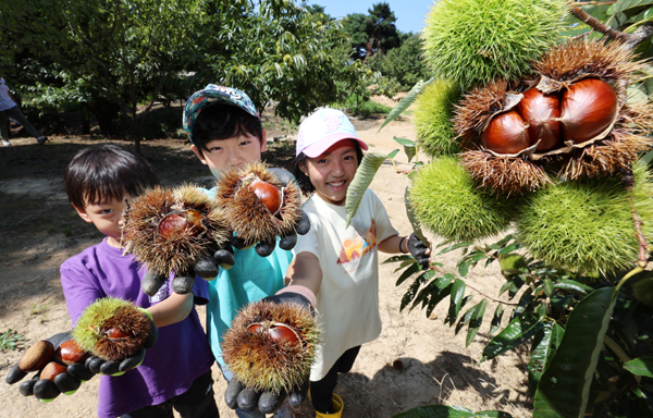 6일 햇밤 수확 작업이 한창인 가운데 알밤 줍기 체험행사에 참여한 어린이들이 쩍 벌어진 튼실한 햇밤을 들어 보이고 있다. /연합뉴스