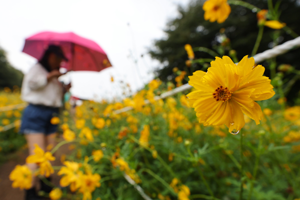 비가 내린 13일 오후 한 시민이 코스모스 길을 우산을 쓰고 걷고 있다. /연합뉴스
