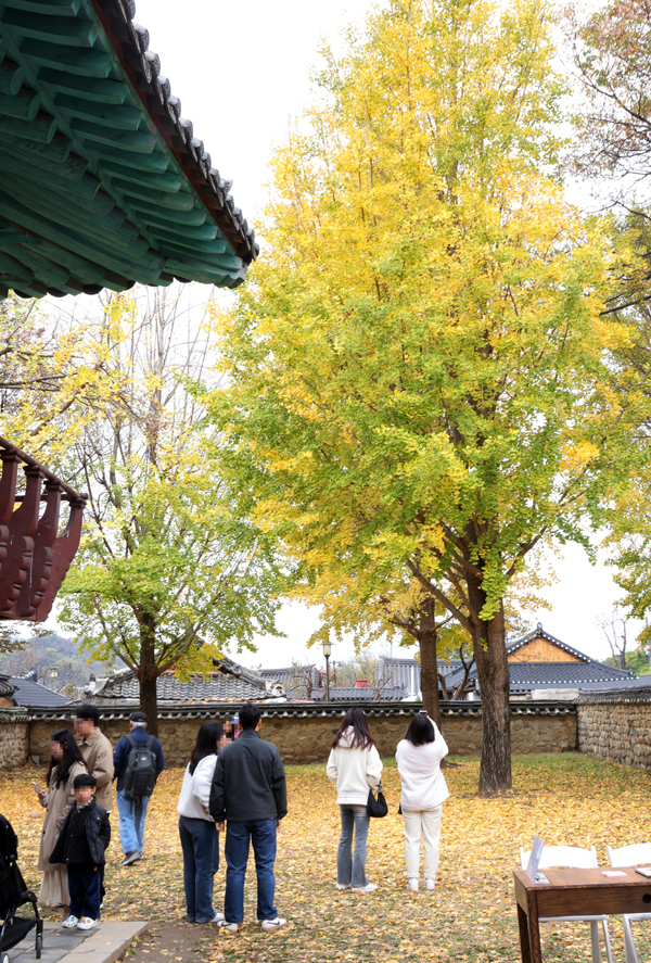 시민들이 11일 전주시 전통문화연수원에서 노랗게 변해가는 은행나무를 배경으로 사진을 찍고 있다. /연합뉴스