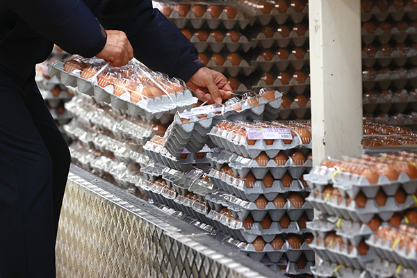 최근 전북 지역을 중심으로 고병원성 조류인플루엔자(AI) 감염 사례가 잇따르면서 계란과 닭고기 가격 인상 우려가 커지고 있다. 사진은 15일 시내 한 대형마트에서 계란 고르는 시민. /연합뉴스