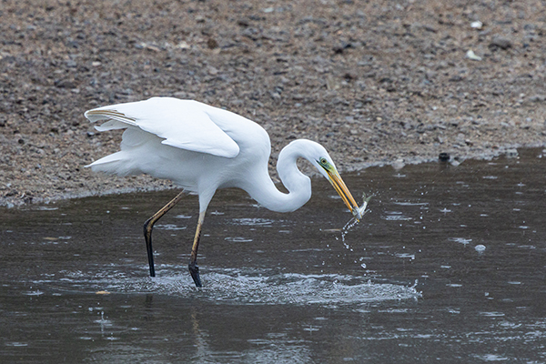전국에 비가 내린 25일 오전 하천에서 백로가 먹이를 사냥하고 있다. /연합뉴스