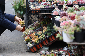 포근한 봄 날씨가 이어지는 11일 꽃시장을 찾은 시민들이 점포에 진열된 꽃들을 구경하고 있다. /연합뉴스