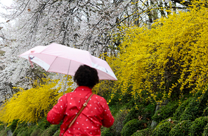 봄비가 내린 3일 오전 한 거리에서 한 시민이 우산을 쓰고 이동하고 있다. /연합뉴스