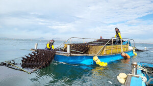 군산시, 마른김 명품화 공동브랜드 명칭 선호도 조사 - 뉴스 썸네일 이미지